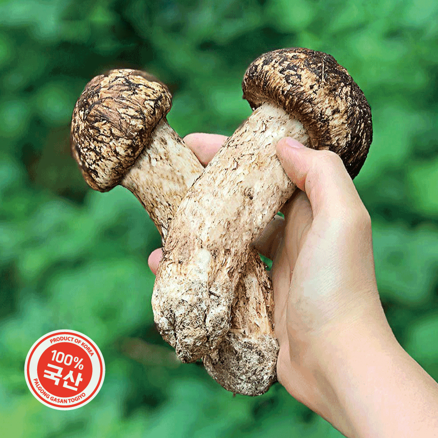 송이버섯_상세페이지 디자인 대표이미지 썸네일